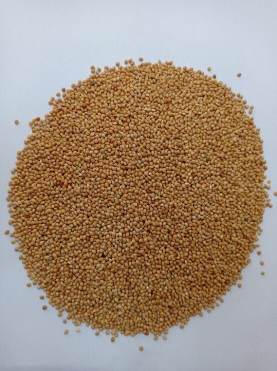 YELLOW MILLET