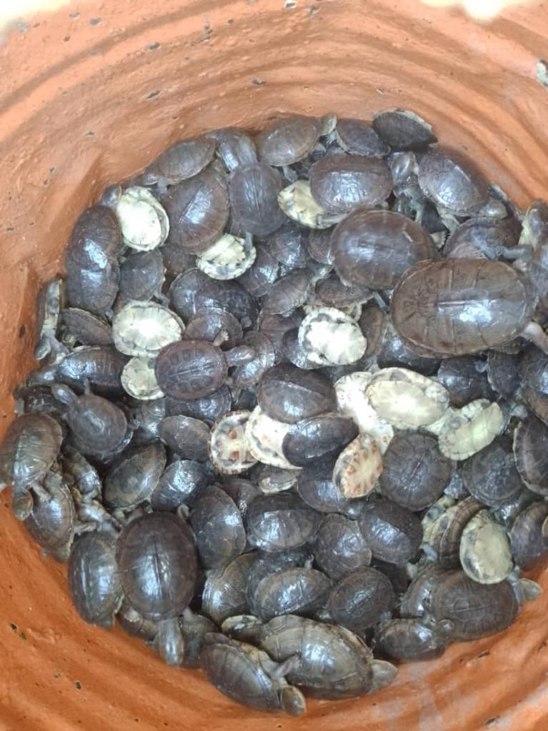 Pelusios gabonensisis ,Niger and andasonii export available